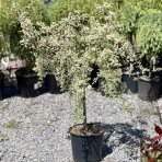 Hlohyňa šarlátová (Pyracantha) ´VARIEGATA PENDULA´ - výška 50-70 cm, kont. C7L - NA KMIENKU